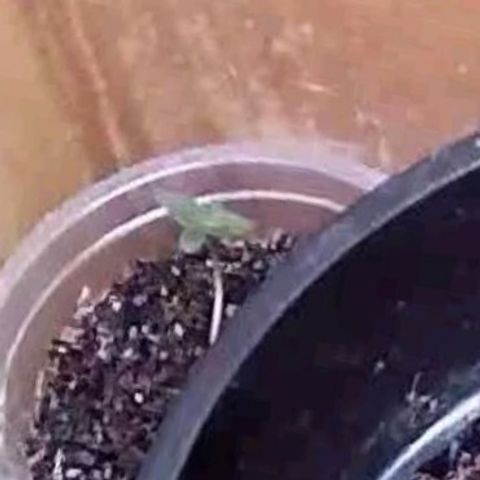 Primeiro Cultivo growlog timeline photo