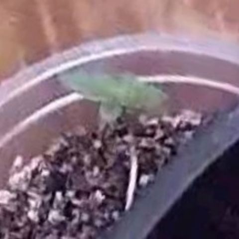 Primeiro Cultivo growlog timeline photo