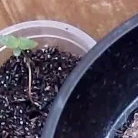 Primeiro Cultivo growlog timeline photo