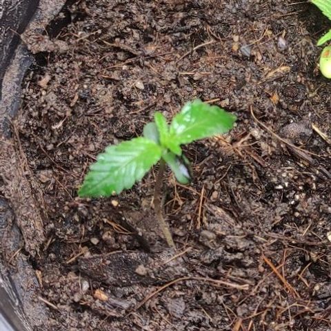 Primeiro Cultivo growlog timeline photo