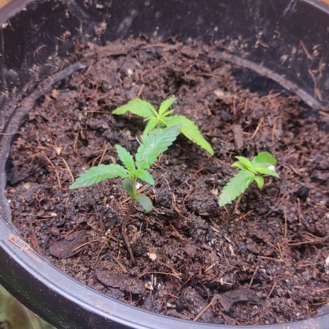 Primeiro Cultivo growlog timeline photo