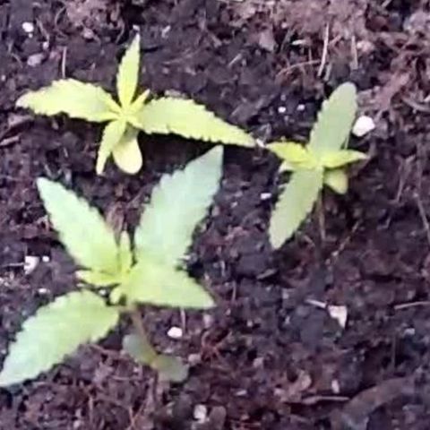 Primeiro Cultivo growlog timeline photo