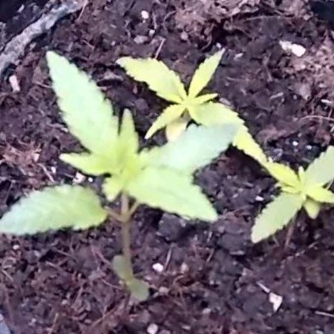 Primeiro Cultivo growlog timeline photo