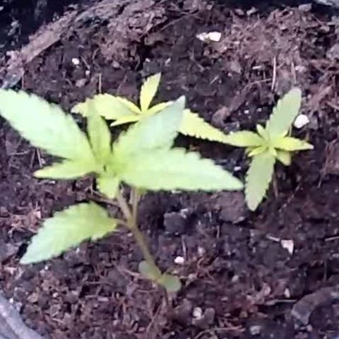 Primeiro Cultivo growlog timeline photo