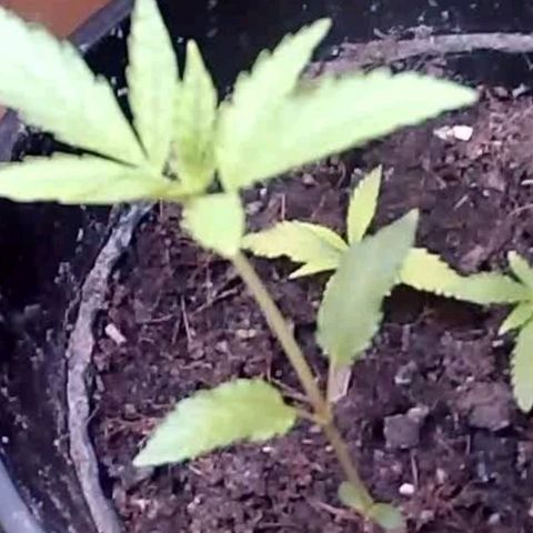 Primeiro Cultivo growlog timeline photo