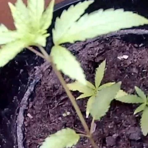 Primeiro Cultivo growlog timeline photo