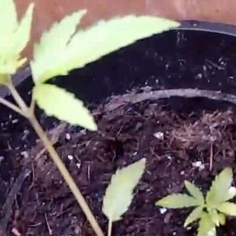 Primeiro Cultivo growlog timeline photo