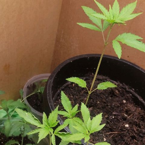 Primeiro Cultivo growlog timeline photo