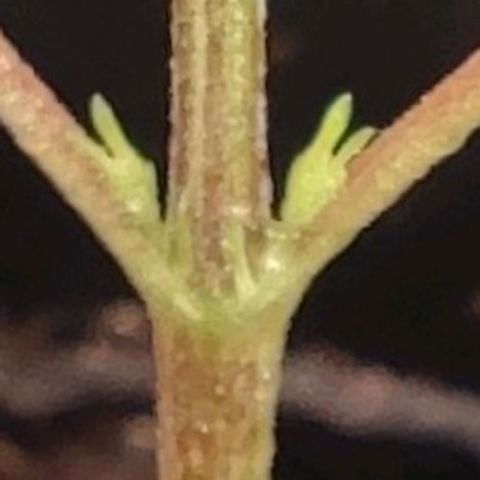 Primeiro Cultivo growlog timeline photo