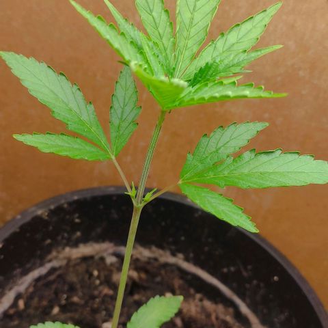 Primeiro Cultivo growlog timeline photo