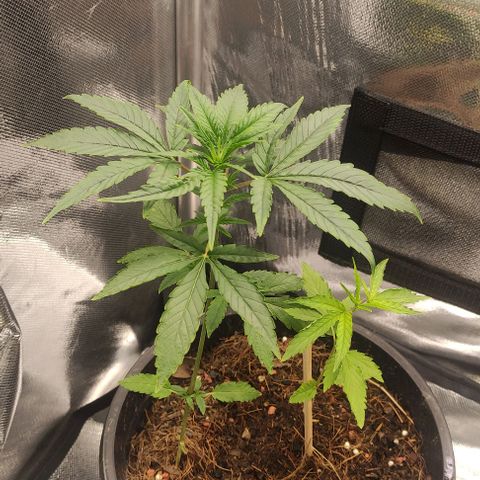 Primeiro Cultivo growlog timeline photo