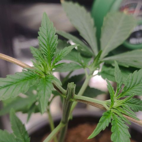 Primeiro Cultivo growlog photo: Primeiro corte