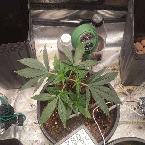 Primeiro Cultivo growlog photo: Primeiro corte