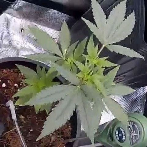 Primeiro Cultivo growlog timeline photo