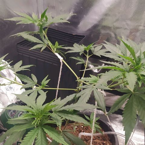 Primeiro Cultivo growlog timeline photo
