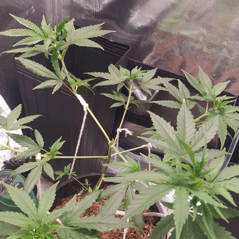 Primeiro Cultivo growlog timeline photo