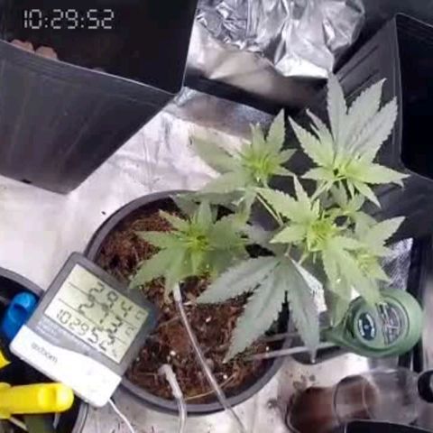Primeiro Cultivo growlog timeline photo