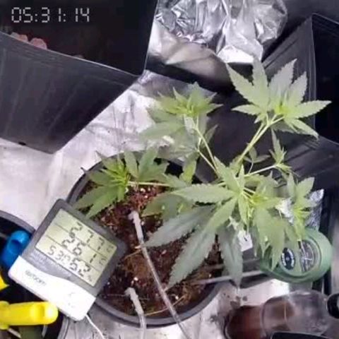 Primeiro Cultivo growlog timeline photo