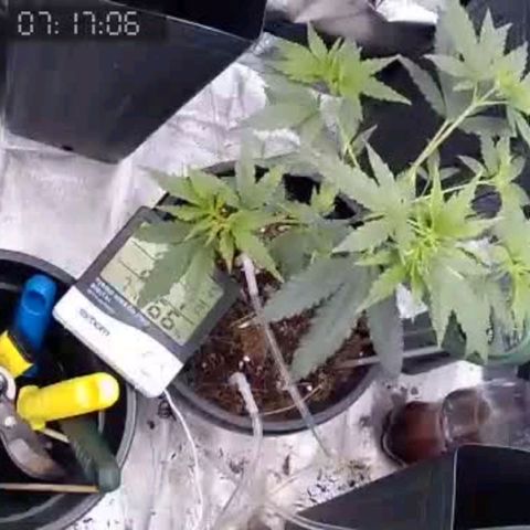 Primeiro Cultivo growlog timeline photo