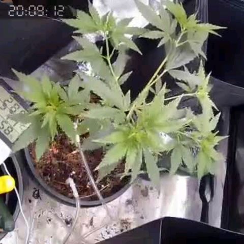 Primeiro Cultivo growlog timeline photo