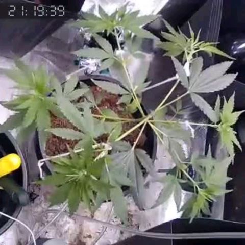 Primeiro Cultivo growlog timeline photo