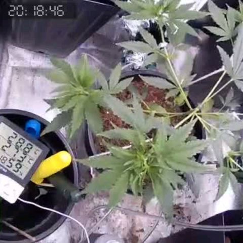 Primeiro Cultivo growlog timeline photo