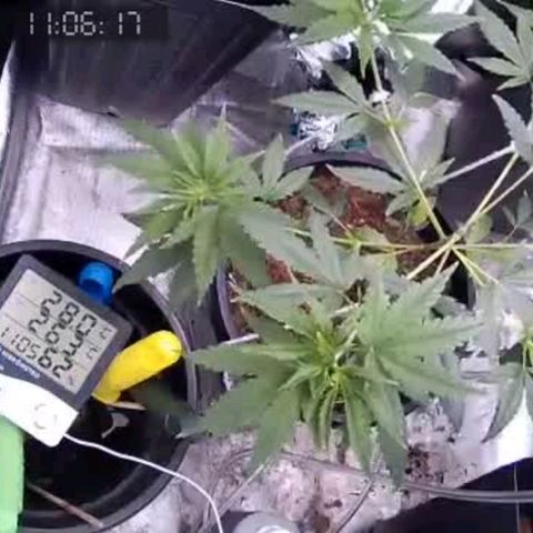 Primeiro Cultivo growlog timeline photo
