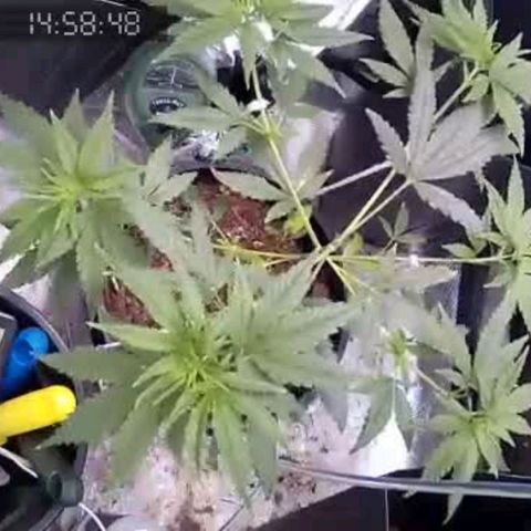 Primeiro Cultivo growlog timeline photo
