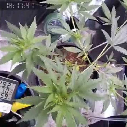 Primeiro Cultivo growlog timeline photo