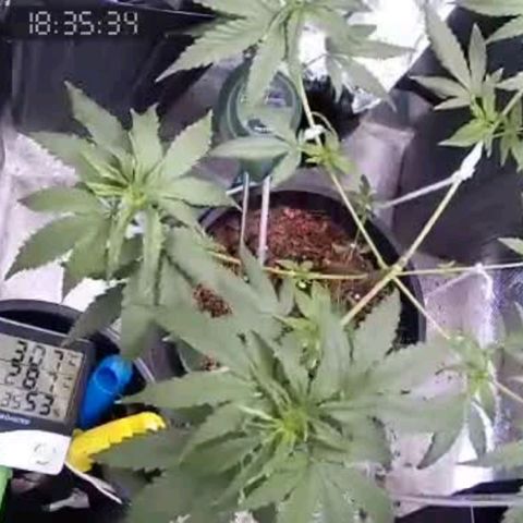 Primeiro Cultivo growlog timeline photo