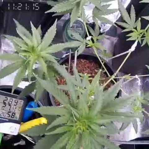 Primeiro Cultivo growlog timeline photo