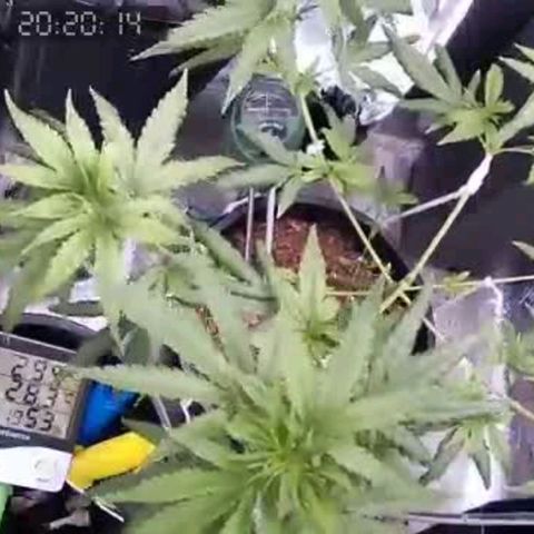 Primeiro Cultivo growlog timeline photo