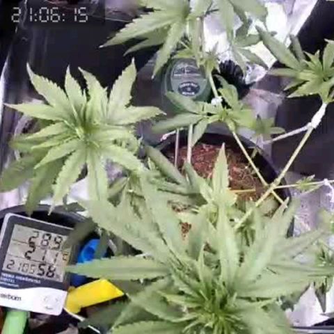 Primeiro Cultivo growlog timeline photo