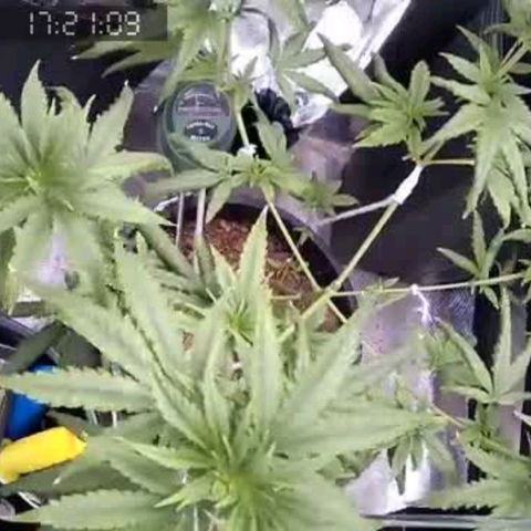 Primeiro Cultivo growlog timeline photo