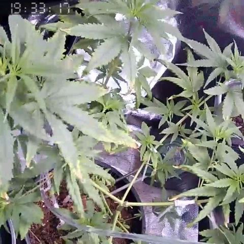 Primeiro Cultivo growlog timeline photo