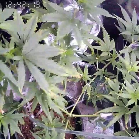 Primeiro Cultivo growlog timeline photo