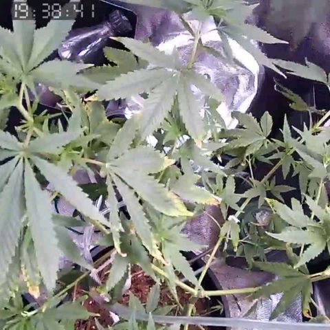 Primeiro Cultivo growlog timeline photo