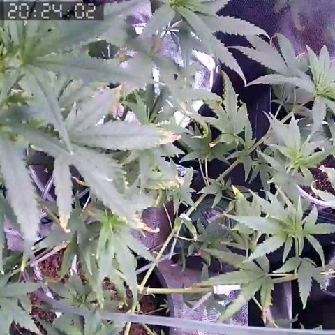 Primeiro Cultivo growlog timeline photo