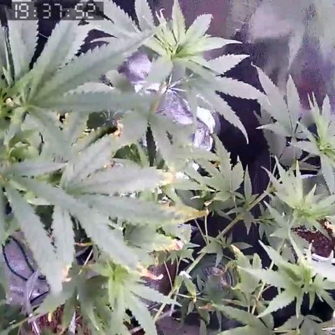 Primeiro Cultivo growlog timeline photo