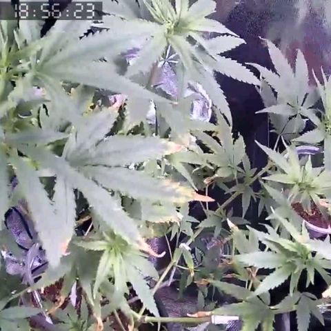Primeiro Cultivo growlog timeline photo