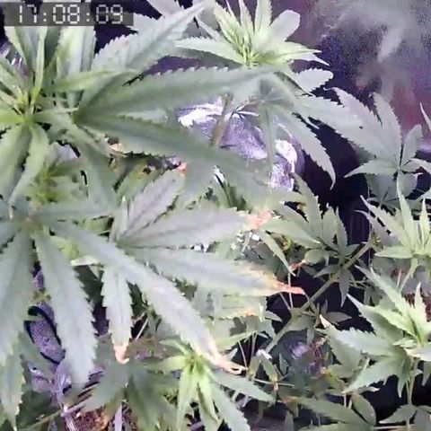 Primeiro Cultivo growlog timeline photo