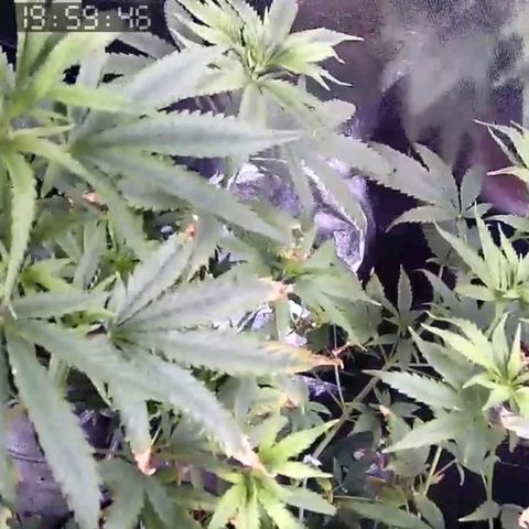 Primeiro Cultivo growlog timeline photo
