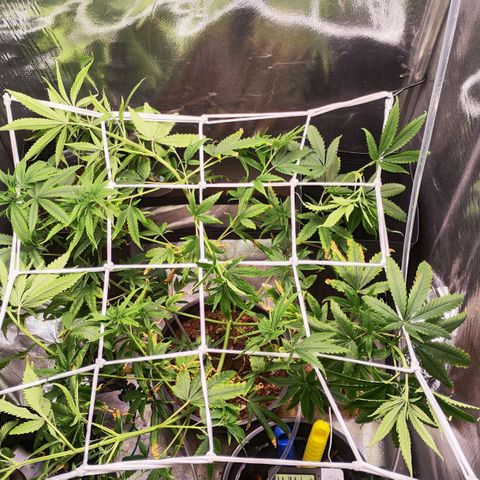 Primeiro Cultivo growlog photo: Scroging