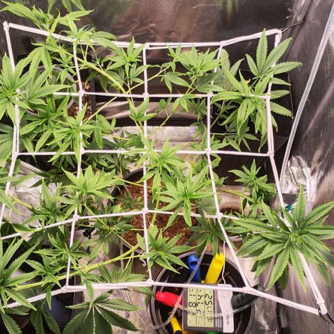 Primeiro Cultivo growlog photo: Removed damaged leaves