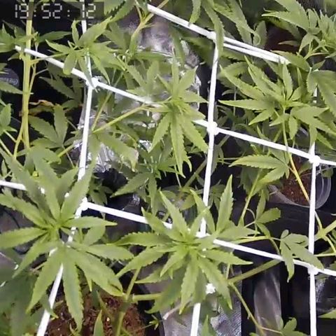 Primeiro Cultivo growlog timeline photo
