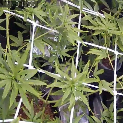 Primeiro Cultivo growlog timeline photo