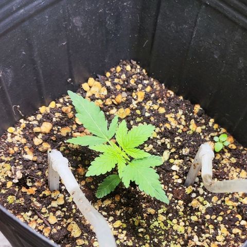 Bubblegummer  growlog timeline photo