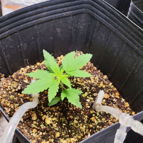 Bubblegummer  growlog timeline photo