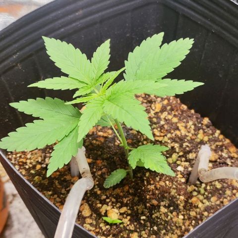 Bubblegummer  growlog timeline photo