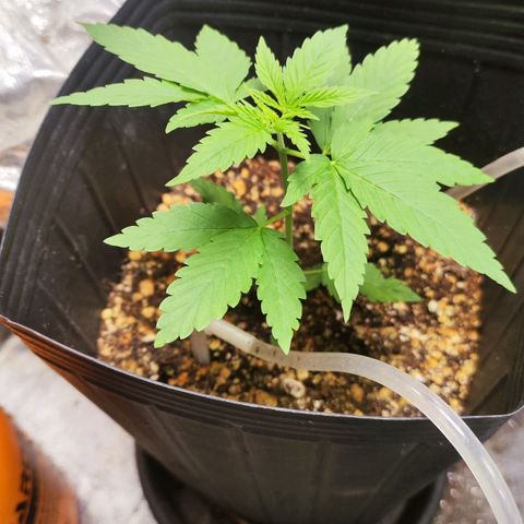Bubblegummer  growlog timeline photo